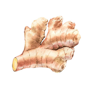 illustration of ginger root
