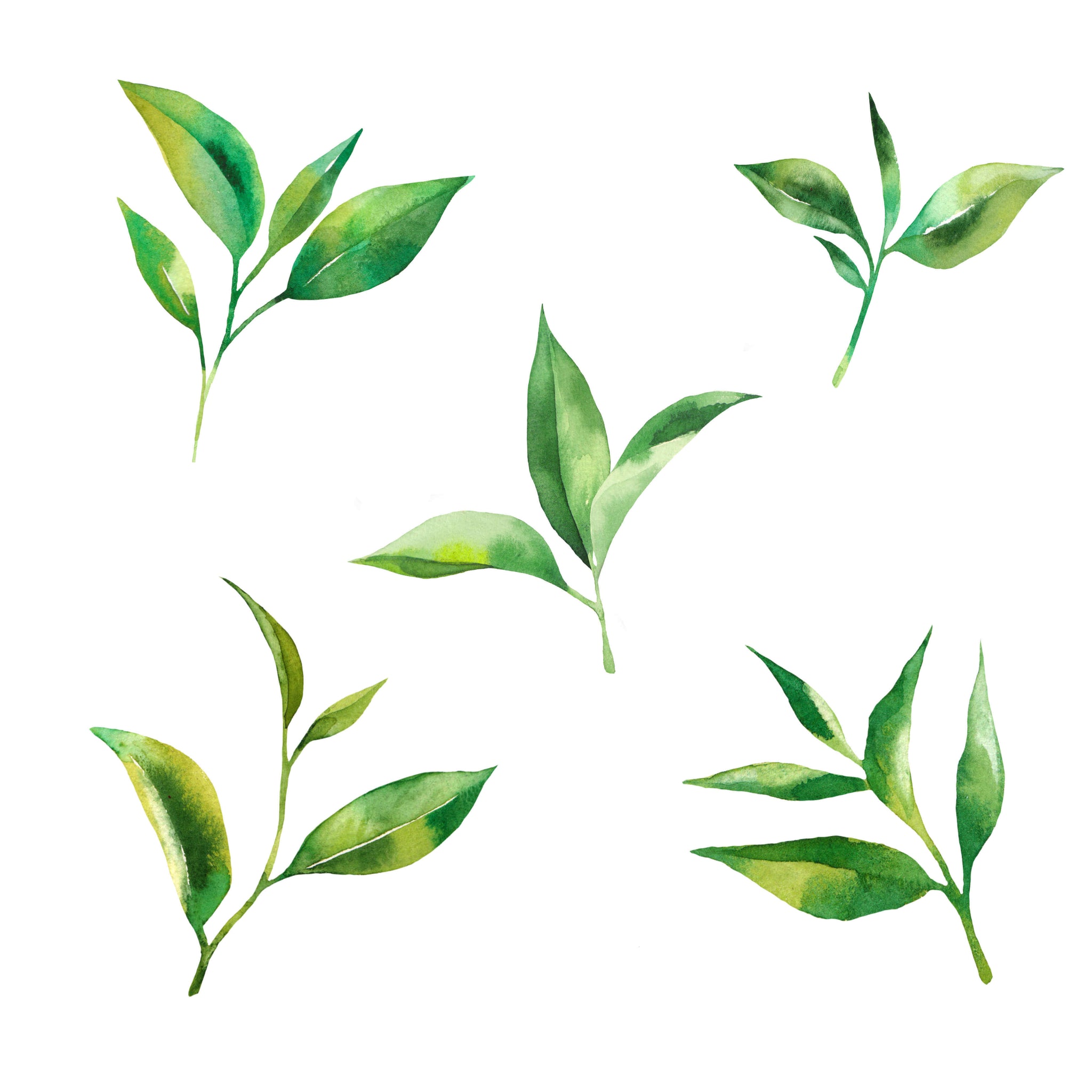 illustration of camellia sinensis