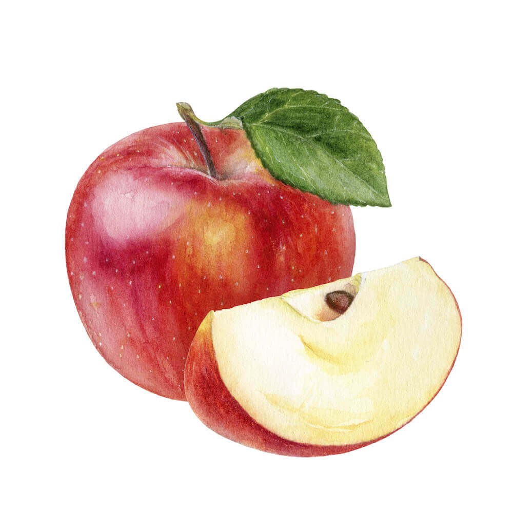 illustration of apple