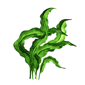 illustration of kelp