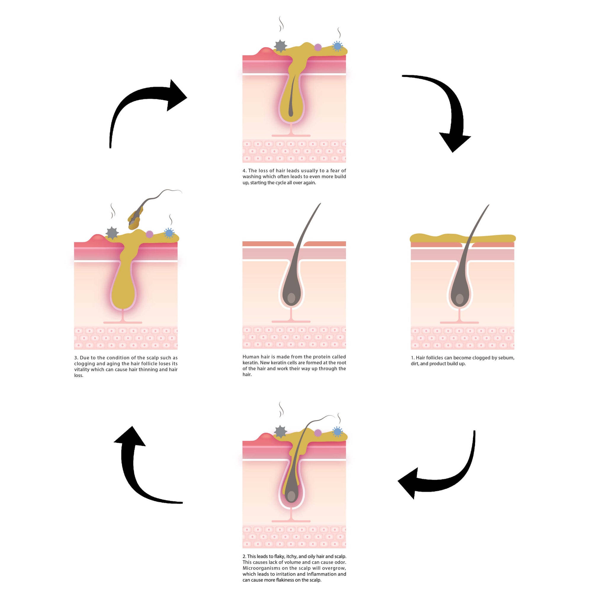 infographic of scalp clean and growth cycle